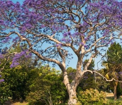 澳大利亚蓝楹花开放的季节