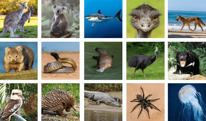 澳大利亚的众多而独特的野生动物。